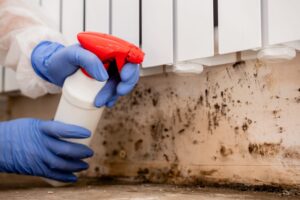 Safe & Effective Mold Removal – Protect Your Home & Loved Ones