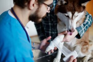 Urgent Pet Care: Trusted Emergency Veterinarian Service for Immediate Help