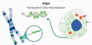 Rapid FISH Probes for Lab Automation Adventures