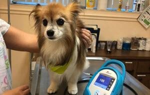 Boulevard Animal Hospital