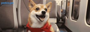 Traveling with Pets Across Pakistan: Regional Tips for Pet Owners