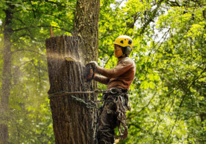 Tree Cutting and Removal Services: Avoid These Common Mistakes