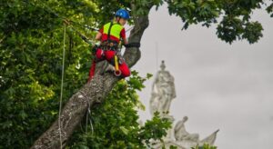 What Does a Certified Arborist Do? Understanding Their Expertise