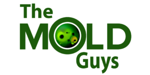 Expert Mold Removal and Remediation Services in Florida: Protect Your Home and Health