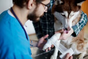 Understanding Veterinary Emergency Services: When Every Second Counts