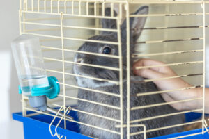 The Importance of Proper Hydration for Small Pets