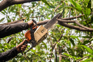 Get Safe & Efficient Tree Removal with Our Affordable Tree Cutting Service