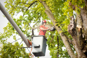 Don’t Risk DIY Tree Work – Call Advanced Tree Service for Safe, Professional Results