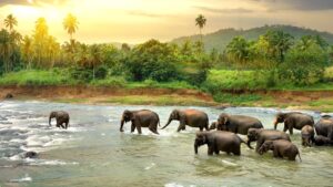 Top 10 Must-Visit Places in Sri Lanka for First-Time Travelers