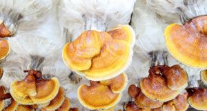 The Magic of Mushroom Grow Bags: Why Booming Acres Makes Growing Mushrooms Easy