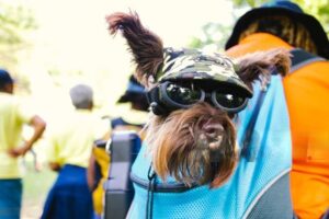 Why a Purse for Puppy is a Must-Have for Modern Dog Owners