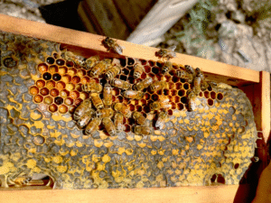What is the Difference Between Wild Honey and Cultured Honey?