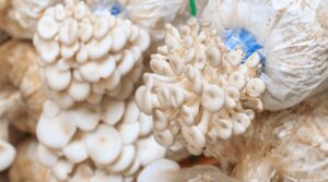 Essential Lab Equipment for Mycology Beginners