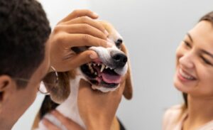 The Benefits of Routine Dental Care for Your Pet