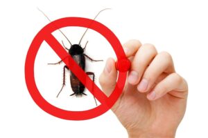 Does Winter Cause an Increase in Pests in Florida Homes?