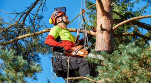 Tree Needs Immediate Trimming in Lakewood