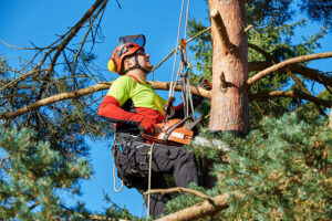 Tree Needs Immediate Trimming in Lakewood