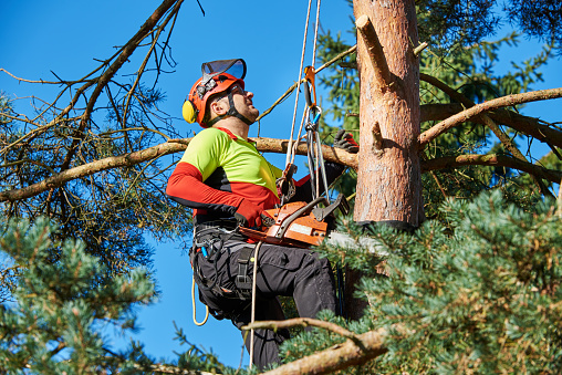 Tree Needs Immediate Trimming in Lakewood