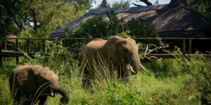 Best Kruger Park Lodges for an Authentic African Safari Experience You Will Love