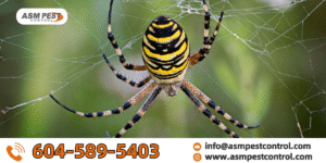 Do Spiders Feel Pain When Squished? What Maple Ridge Homeowners Should Know