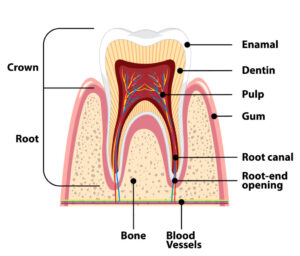 root canal king albert park