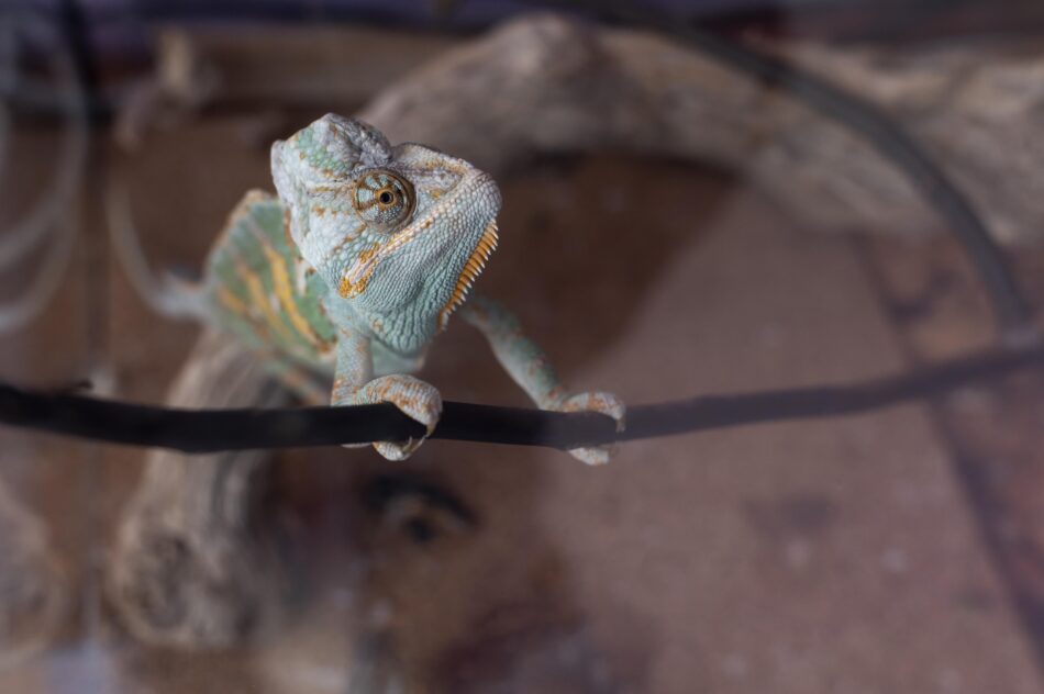 Shipping reptiles isn’t your average parcel drop off; it's a delicate operation that demands precision, care, and the right supplies. If you’re wondering how to keep your scaly friends safe, stress-free, and snug during transit, you’re in the right place. This guide is your one-stop-shop to mastering the art of selecting the best shipping reptile supplies out there. Why Choosing the Right Supplies Matters Okay, here’s the deal: reptiles aren’t your run-of-the-mill pets. They’re cold-blooded, sensitive to temperature shifts, and can get stressed out faster than you can say “herpetology.” The wrong supplies can spell disaster, causing harm or even fatality during transport. Thinking of it this way, shipping reptiles​ supplies is a bit like sending a fragile treasure through a wild storm. The supplies you pick act as the armor and comfort blanket. Skimping here? Big no-no. Top Factors to Consider When Picking Shipping Reptile Supplies Before we jump into the exact shipping reptiles​ supplies you’ll need, let’s talk turkey about the must-haves in your checklist: Temperature Control: Reptiles thrive within specific temperature ranges. Your supplies must help maintain this no matter what the weather’s doing outside. Ventilation: Proper airflow keeps your critters breathing easy and prevents overheating. Security & Safety: No Houdini escapes allowed! Your supplies should keep your reptile safely contained without risking injury. Durability: From bumpy car rides to long flights, your materials must withstand rough handling. Size & Comfort: Too cramped or too loose? Neither works. Choose sizes that fit the animal snugly but comfortably. Essential Shipping Reptiles Supplies You Can’t Afford to Miss Now, onto the juicy bit. Here’s a rundown of the essentials that make the whole shipping ordeal a breeze: 1. Secure and Ventilated Shipping Containers To start off, choose a container made especially for reptiles. While cardboard boxes might look like an easy, budget-friendly option, they just won’t do the job on their own. Instead, go for: Plastic or Foam Containers: These provide insulation and protection. Styrofoam, in particular, is a favorite for keeping temps steady. Ventilation Holes: Make sure your container has enough vents for airflow but small enough to prevent escape. Double Boxing: For extra insurance, place the primary container inside a larger box lined with padding. 2. Heat Packs or Cooling Packs Depending on the species and the climate, your reptile might need a little help maintaining their perfect body temperature. Heat Packs: Great for cold weather or cold-blooded creatures that need warmth. Cooling Packs: Perfect if you’re shipping during sweltering summer days. Thermal Wraps: To keep packs in place and avoid direct contact that might burn or chill your reptile. 3. Moisture Control Supplies Humidity can be a double-edged sword some reptiles need it, others hate it. You can’t just wing it! Damp Paper Towels or Moss: Helps maintain humidity for species like amphibious turtles or tropical snakes. Silica Gel Packs: Prevent excess moisture where it’s unwanted, keeping mold and mildew at bay. 4. Secure Padding and Bedding Cushion your critter so they don’t get bruised on the road. Use soft shredded paper, tissue, or reptile-safe bedding. Avoid anything sharp or rough that can scratch or irritate. 5. Labels and Documentation Don’t forget the paperwork and clear labeling. Make sure the box says: Live Animal — Handle with Care Temperature Sensitive Your contact info and destination clearly printed. Bonus Tips: Choosing Reptile Shipping Services Supplies If you’re planning to use professional reptile shipping services supplies, they’ll often have their own recommendations or kits for supplies. Still, knowing what to look for helps you make sure you’re not left with subpar materials. Watch out for: Pre-assembled kits with quality heat/cooling packs. Trusted brands with good reviews. Clear guidelines on packing and shipping times. Common Pitfalls to Avoid When Choosing Reptile Shipping Supplies Believe me, these are mistakes you’ll want to avoid at all costs: Using inappropriate containers: Never ship reptiles in plain cardboard without insulation. Ignoring temperature needs: A heat pack in summer? Disaster waiting to happen. Overpacking or underpacking: Too tight, and your pet feels cramped; too loose, and they can get tossed around. Not labeling properly: If the handlers don’t know it’s a live reptile, your package won’t get the care it needs. Conclusion: shipping reptiles​ supplies