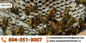 Ultimate Guide to Wasp Control in Vancouver: Identification, Removal & Prevention
