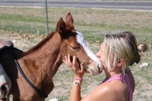 How Much Does it Cost to Buy How Much Is A Horse In Texas in 2025