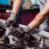 classic car auto repair near me