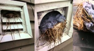 Pets And Bird Removing in Bellevue