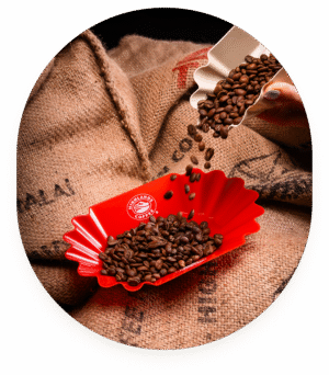 Coffee Lab Trays for Pro-Grade Evaluation