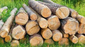 logs