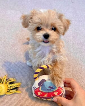 Maltipoo Breeder: Find Trusted and Reliable Maltipoo Breeders Near You