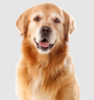 Reliable Commercial Pet Waste Removal Services for a Cleaner, Healthier Property