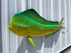 Premium Fish Mount Replicas & Taxidermy Services – Crafted for Anglers, Loved by Nature