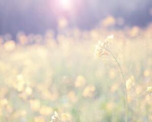 Summer Sale Organic Blanket – Comfort Meets Sustainability