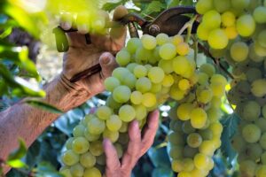 Establishing a Profitable Grape Processing Plant Setup 2025, Project Cost Details