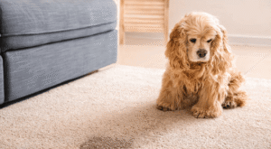 Pet Odor Removal