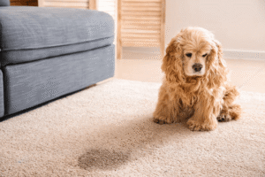 Pet Odor Removal