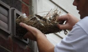 Why Humane Pets and Bird Removing Is the Best Option in Buena Park