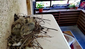 What Are the Signs That You Need Pets and Bird Removing in Bartlett?