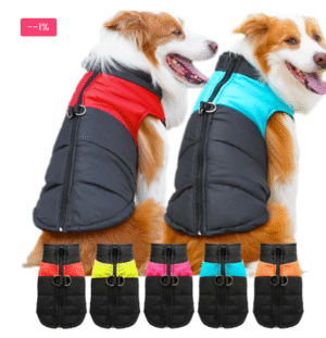How a Waterproof Dog Jacket Can Keep Your Pet Healthy This Rainy Season