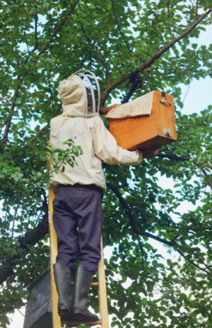 Top Places Wasps Build Nests Around Homes and Yards