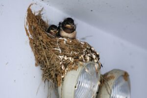 Why Brooklyn Businesses Need Humane Bird Control Solutions