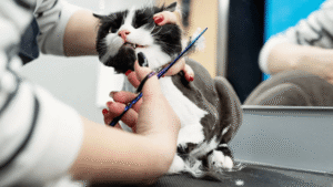 Top-Rated Cat Grooming Services in Riverview for Every Breed