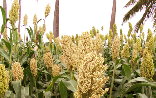 Indian Sorghum Grain Suppliers for the Saudi Arabian Market