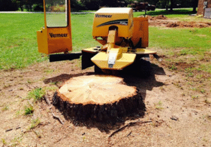 Why Locals Choose Stump Grinding Services in Danvers, MA