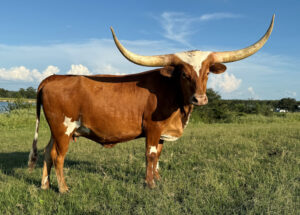Texas Longhorns for Sale: Where Tradition Meets Modern Ranching Dreams