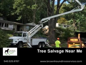 How to Budget for Tree Stump Removal in Your Yard Projects