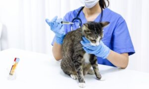 Veterinary Medicines Market
